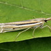 Scarce Striped Grass-Veneer - Photo (c) Andrey Ponomarev, some rights reserved (CC BY-NC), uploaded by Andrey Ponomarev