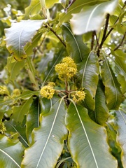 Pittosporum eugenioides