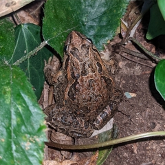 Discoglossus galganoi