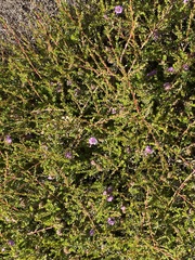 Kunzea micrantha