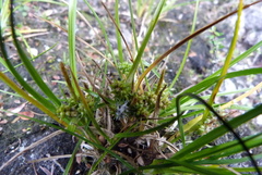 Carex flaviformis