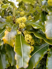 Pittosporum eugenioides