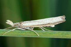 Agriphila poliellus