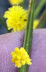 Acacia extensa