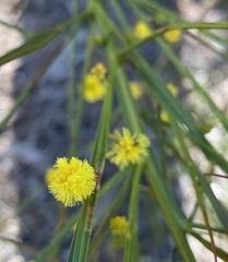 Acacia extensa