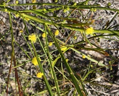 Acacia extensa