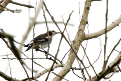 Agropsar philippensis