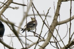 Agropsar philippensis