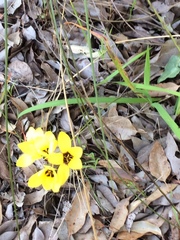 Ixia fuscocitrina