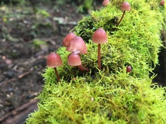 Mycena kuurkacea