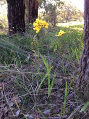 Ixia fuscocitrina