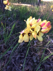 Ixia fuscocitrina