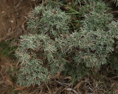 Astragalus balearicus