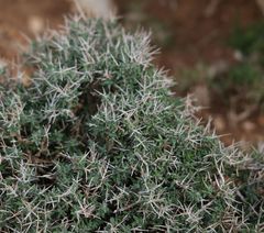 Teucrium balearicum