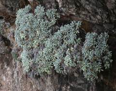 Helichrysum crassifolium