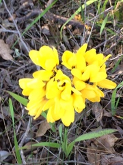 Ixia fuscocitrina