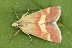 Tegostoma baphialis