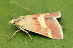 Tegostoma baphialis