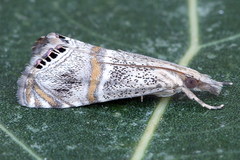Euchromius superbellus