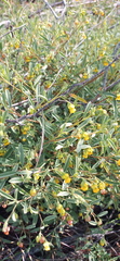 Hermannia lavandulifolia