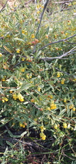 Hermannia lavandulifolia