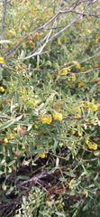 Hermannia lavandulifolia
