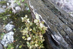 Coprosma colensoi
