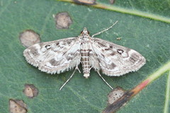 Parapoynx affinialis