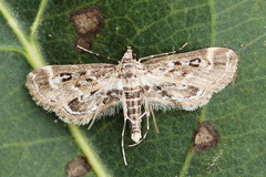 Parapoynx affinialis