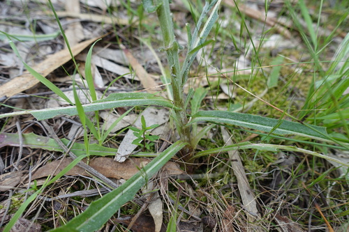 Image of Senecio phelleus by (c) yatesy, some rights reserved (CC BY)