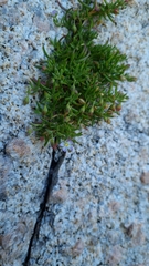 Spergularia tasmanica