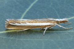 Catoptria fulgidella