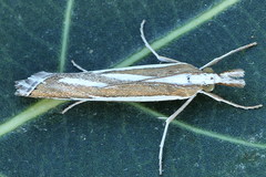 Catoptria fulgidella