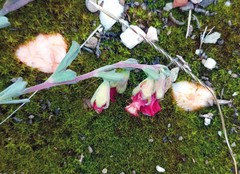 Hermannia diversistipula