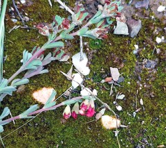 Hermannia diversistipula