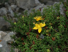 Hypericum balearicum