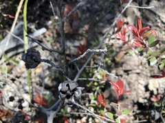 Leptospermum macrocarpum