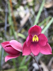 Thelymitra carnea