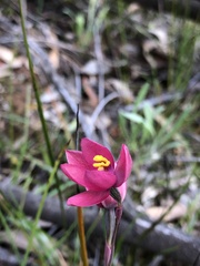 Thelymitra carnea