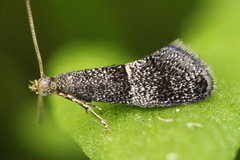 Tinagma perdicella