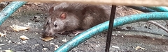 Rattus norvegicus