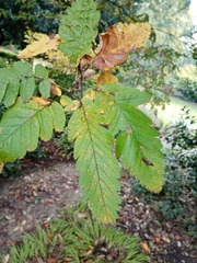 Hedlundia thuringiaca