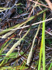 Lycopodiella appressa