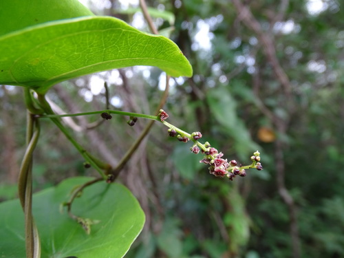 Dioscorea floribunda observed 2021-08-25