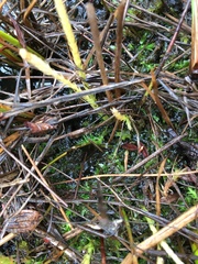 Lycopodiella appressa