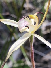 Caladenia versicolor