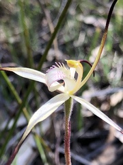 Caladenia versicolor