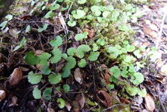 Viola filicaulis