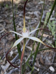 Caladenia versicolor
