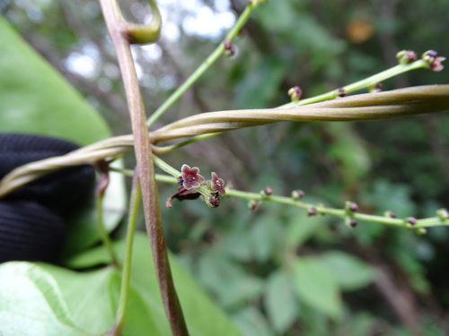 Image of Dioscorea floribunda by (c) Alexis López Hernández, some rights reserved (CC BY)